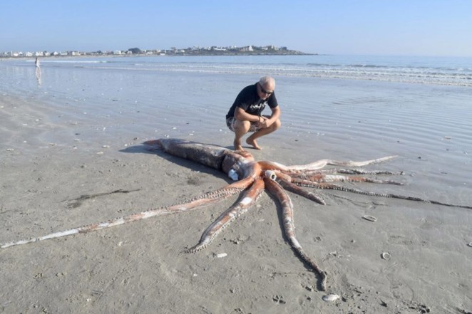 The rare giant squid specimen washed up on Golden Mile Beach in Brittania Bay, South Africa. 