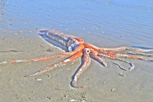 The rare giant squid specimen washed up on Golden Mile Beach in Brittania Bay, South Africa.