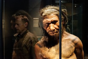 Reconstruction of adult Neanderthal male displayed in the Natural History Museum in London United Kingdom UK.