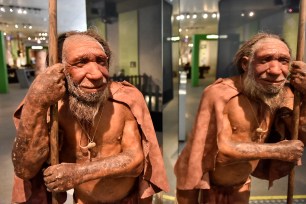 The reconstruction of a Homo neanderthalensis, who lived within Eurasia from circa 400,000 until 40,000 years ago, mirrors at the Neanderthal Museum in Mettmann, Germany.