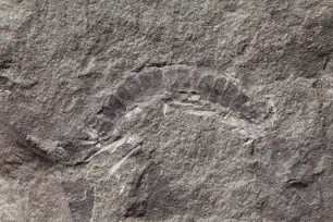 Scientists at The University of Texas at Austin found that the fossil millipede Kampecaris obanensis is 425 million years old, making it the oldest known bug.
