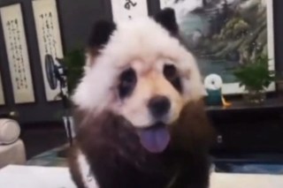 Is this a panda or a dog?