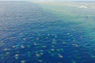 Raine Island turtle aggregation.