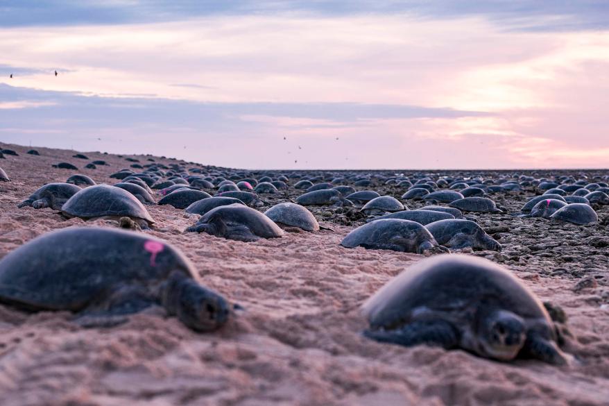 Turtles nesting on Raine Island.