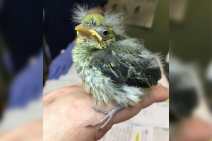 rescued fledgling bird