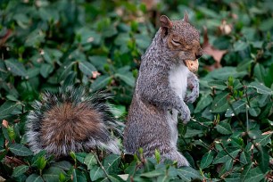 Squirrel eating a nut amid green plants