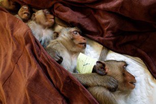 Monkeys are sedated as they recover after a sterilization procedure