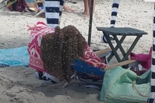 A swarm of bees at a beach in Cape May, New Jersey.