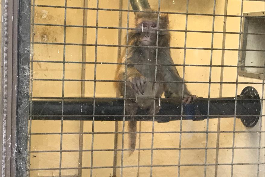 A macaque, a type of primate, at the zoo.