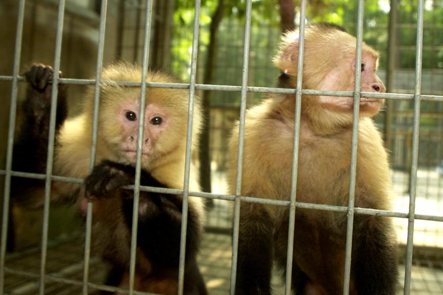 Two white face capuchins named Rosie, left, and Toby are on exhibit at the Waccatee Zoo in Socastee, South Carolina.