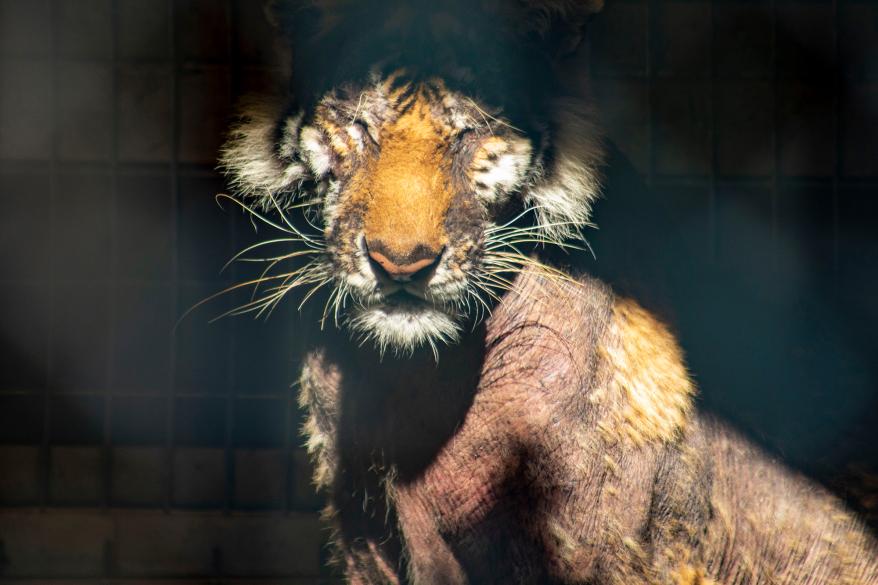 A tiger with severe hair loss at Waccatee Zoo.