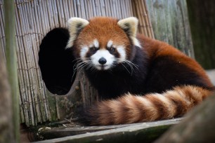 A 2-year old female red panda, named Kora