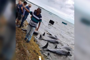 Dolphins lay dead on the shore on the Indian Ocean island of Mauritius.