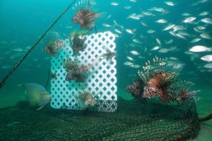 Lionfish, lured by a sheet of plastic lattice, swim near a trap offshore near Destin, Florida.