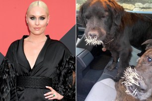 Lindsey Vonn's pups on the mend after porcupine atttack