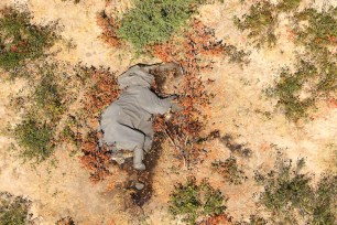 The carcass of one of the many elephants which have died in the Okavango Delta in Botswana.