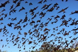 Mexican free tailed bats swarm out at dusk from the Davis Ranch Blowout Cave in Blanco County, Texas.