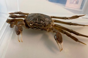 Police in southern Germany say a woman got a shock while airing out her home when a 25-centimeter (10-inch) Chinese mitten crab scurried in from the terrace through the open door.