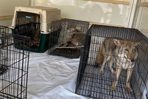 Animals taken from illegal rehab center after tot loses arm in wolf-dog attack