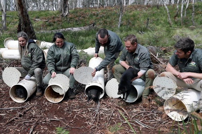 conservationists releasing Tasmanian Devils into wild