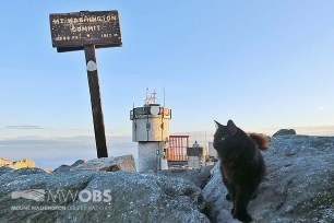 Marty the cat walks on a boulder outside the Mount Washington Observatory in North Conway, N.H.