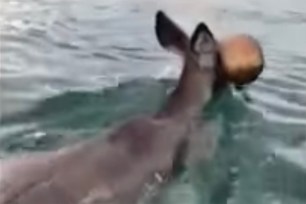 A deer with a paint bucket on its head was rescued in the water near Port Jefferson, Long Island
