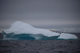 A group of chinstrap penguins walk on top of an iceberg floating near Lemaire Channel, Antarctica.