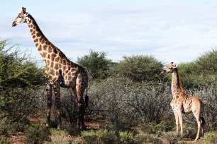 A dwarf giraffe named ‘Nigel’, born in 2014, stands with an adult male giraffe at an undisclosed location in Namibia.