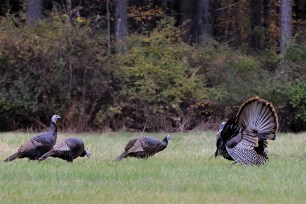 Police at Wenham, Massachusetts caution residents stay away from wild turkeys.