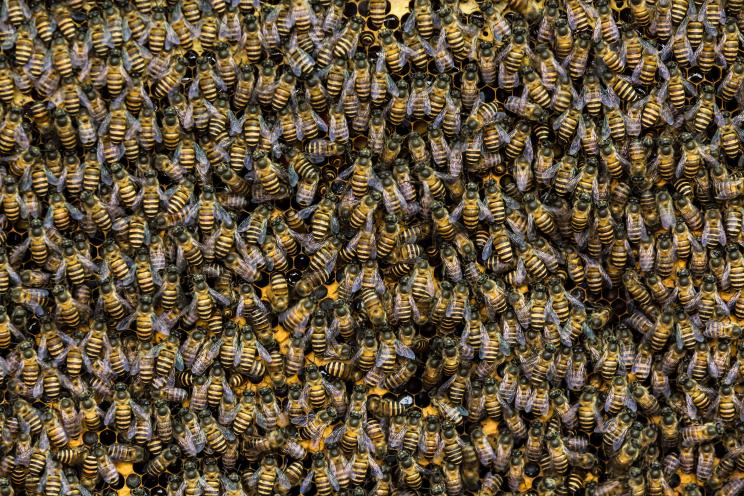 The 18-wheeler that flipped over in Texas carried an estimated 20,000 to 25,000 bees.