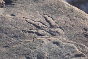 Dinosaur print Wales