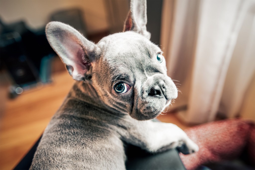 French bulldog puppy