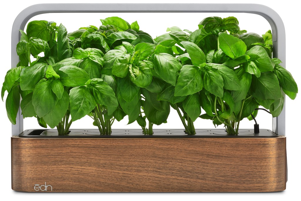 A small indoor basil garden 