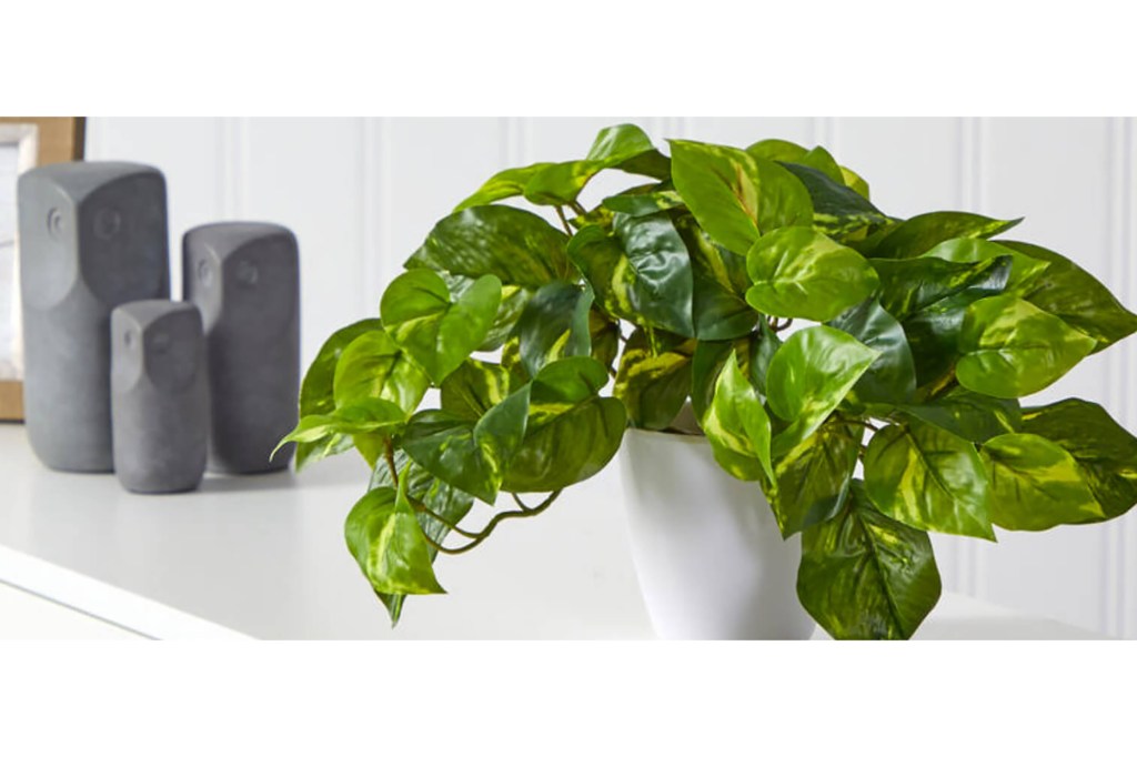 A small indoor plant in a white pot