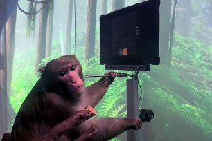 Pager, a nine year old Macaque, plays MindPong with his Neuralink.