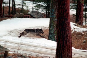 A wolf leaps across a road into the wilds of central Idaho. On Tuesday, April 27, 2021, the Idaho House approved legislation allowing the state to hire private contractors and expand methods to kill wolves roaming Idaho, a measure that could cut the wolf population by 90%.