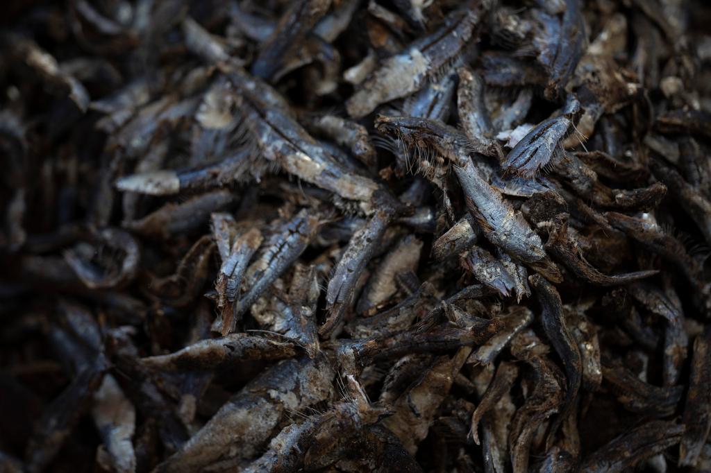 Smoked and processed fish is set in a basket after being cleaned and separated by female workers at a processing site on Bargny beach, some 35 kilometers (22 miles) east of Dakar, Senegal, Sunday April 25, 2021.