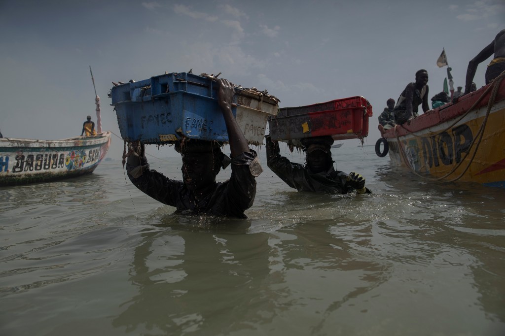 Men wade through the water as they carry the fish cargo from the pirogues to the shore of Bargny beach, some 22 miles east of Dakar, Senegal, Thursday April 22, 2021.