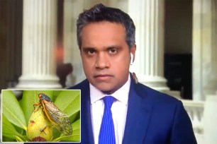 Grab showing CNN’s Manu Raju with a cicada crawling up his jacket while on air