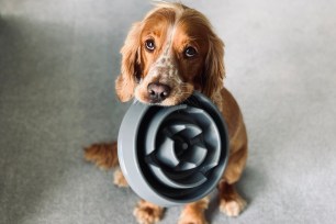 A Spaniel dog holding a bowl.