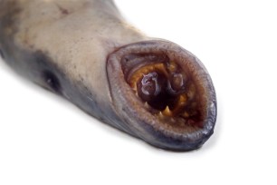 The divers spotted an animal known as the vampire fish (a pacific lamprey) in the American River, a waterway that runs for 30 miles near Sacramento.