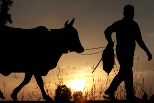 A farmer in the Thai northeastern province of Roi Et, 348 miles from Bangkok, walks his cattle back home as the sun sets.