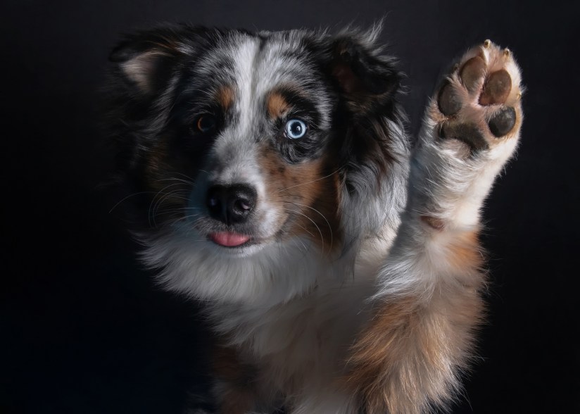 Kaya the Australian Shepherd.