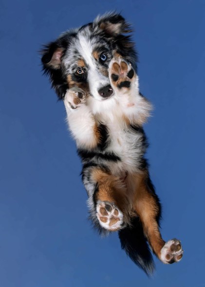 Kaya the Australian Shepherd.