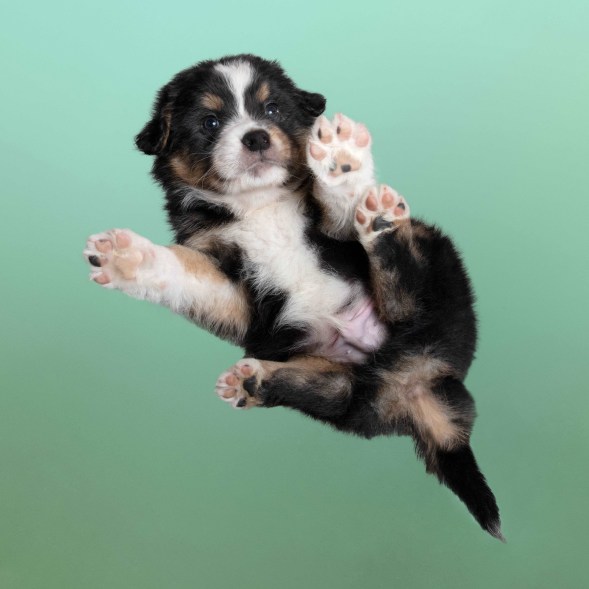 Adorable puppies look like they are flying while walking on glass in these stunning photos.