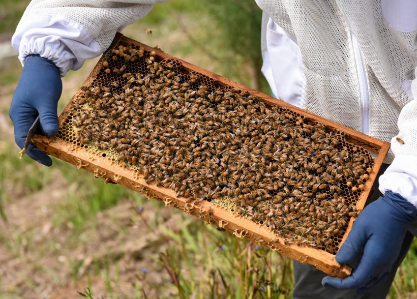 "Now I'm building a hemp and honey farm. I've even got hives on my roof!" she said.