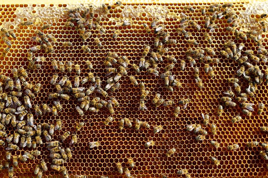 The bey-hive has long-identified Beyoncé as their "Queen Bee."