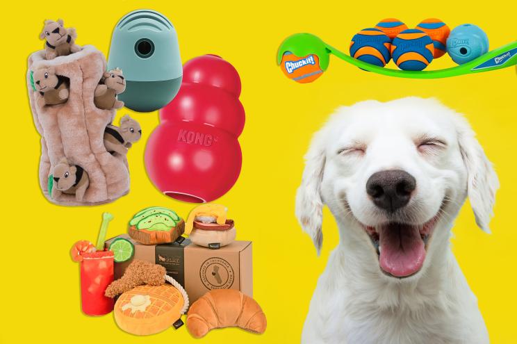 A happy yellow lab puppy on a yellow background with dog toys in the background