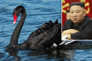 A black swan swimming, with an inset image of Kim Jong Un.