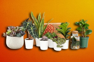 Best Plant Subscriptions